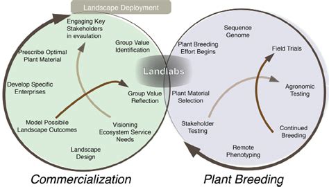 Sugarcane Breeding and Germplasm Development in the .